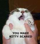 scared_kitty.jpg