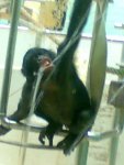 Schimpanse in der Wilhelma Stuttgart.jpg