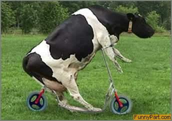 FunnyPart-com-scootercow.jpg