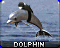 delfin Delfin