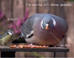 pigeonrl2fg.jpg