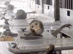 Tierversuche.gif