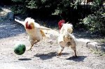 Soccer-Huhn.jpg