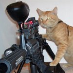 snipercat1.jpg