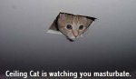 ceiling_cat.jpg
