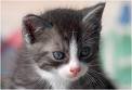7398-0-0-0-katze_main.jpg