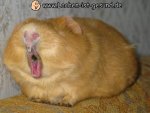 lustige-bilder-tiere-Nagetiere-52.jpg