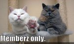 funny-pictures-you-are-not-allowed-in-the-cat-clubhouse1.jpg