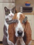 katze-hund.jpg