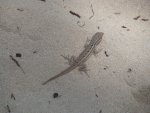 DSC01451.jpg