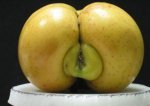 apple.jpg