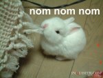 bunny-om-nom-nom-nom.jpg