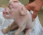 monkey_faced_pig_2.jpg