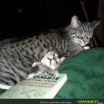 Kitty-gets-Owned-by-Sleepy-Cat-600x600.jpg