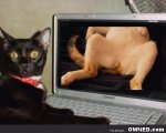 Caught-being-a-Bad-Kitty-600x480.jpg