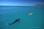 White Shark KayakThomas P. Peschak B.jpg