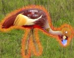 vogel.jpg