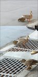 owned_ente.jpg