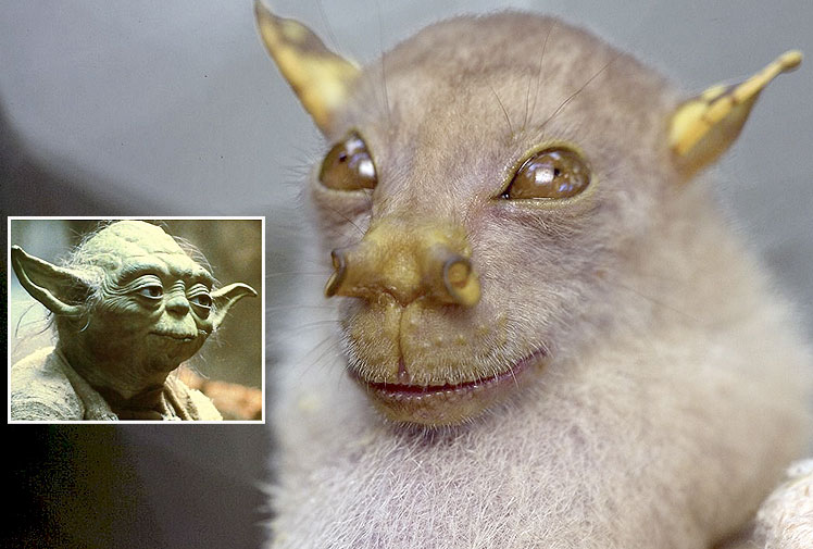 bat.jpg