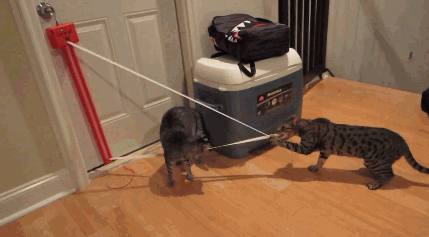 d5c25a3ac6e66929.gif