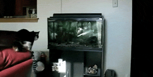 9c896ee5d5d8649b.gif