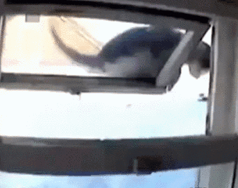 85803b50db396859.gif