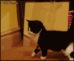 2f278fdf7a0c5981.gif