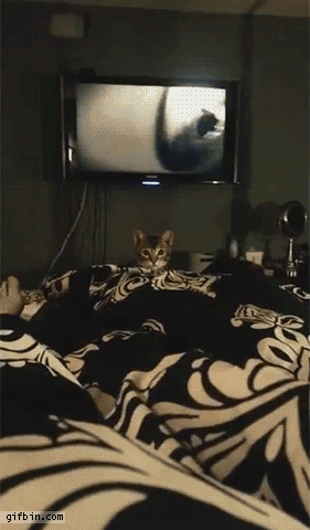 1c4372077f4ff133.gif