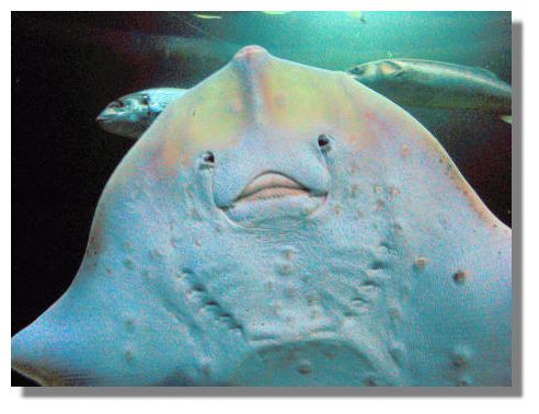 sting_ray_deep_sea_world01500s.jpg