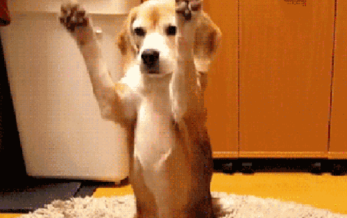 78f68eb4fe78c1bf.gif