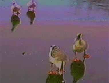 100d26f06d5d8b46.gif