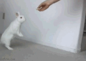 1258375315_cute_bunny_walk.gif