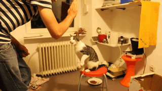 bb6fa495a114c866.gif