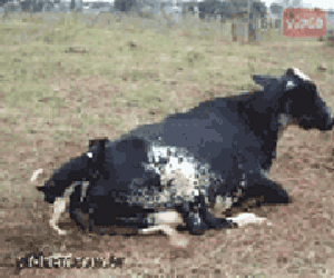 testttt.gif