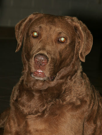 chesapeake-bay-retriever.jpg