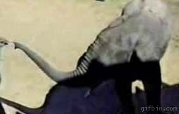 pznotvv.gif