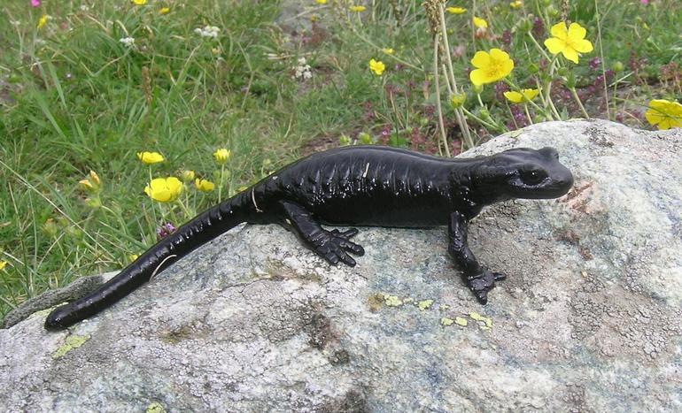 Salamandra_lanzai09.jpg