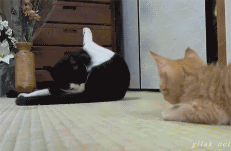 ff705d024bcb33c5.gif