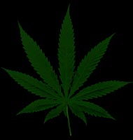 cannabis.jpg