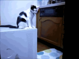 troLL-2.gif