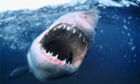 shark.article.jpg