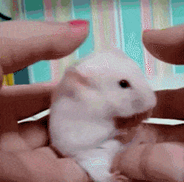 c47c4a9ee419f304.gif