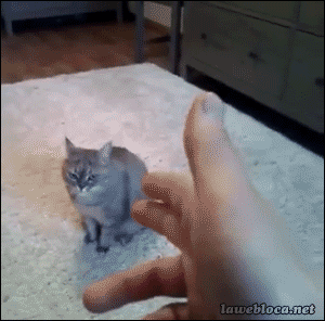e8dd2e503da4055d.gif