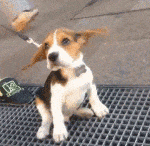 292a50994d357e18.gif