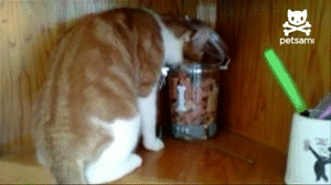 153acf35114e88ac.gif