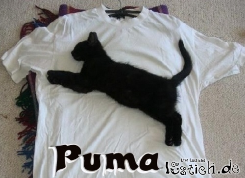 12929-puma.jpg