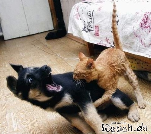 20547-katze-greift-hund-an.jpg