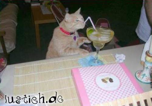 940-cocktail-katze.jpg