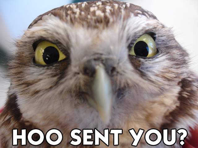 hoo_sent%20you.jpg