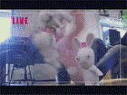 8le5.gif